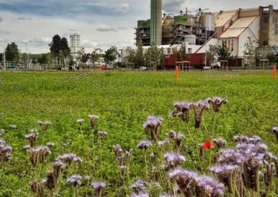 Prairie fleurie de phacélie en milieu urbain à Bron